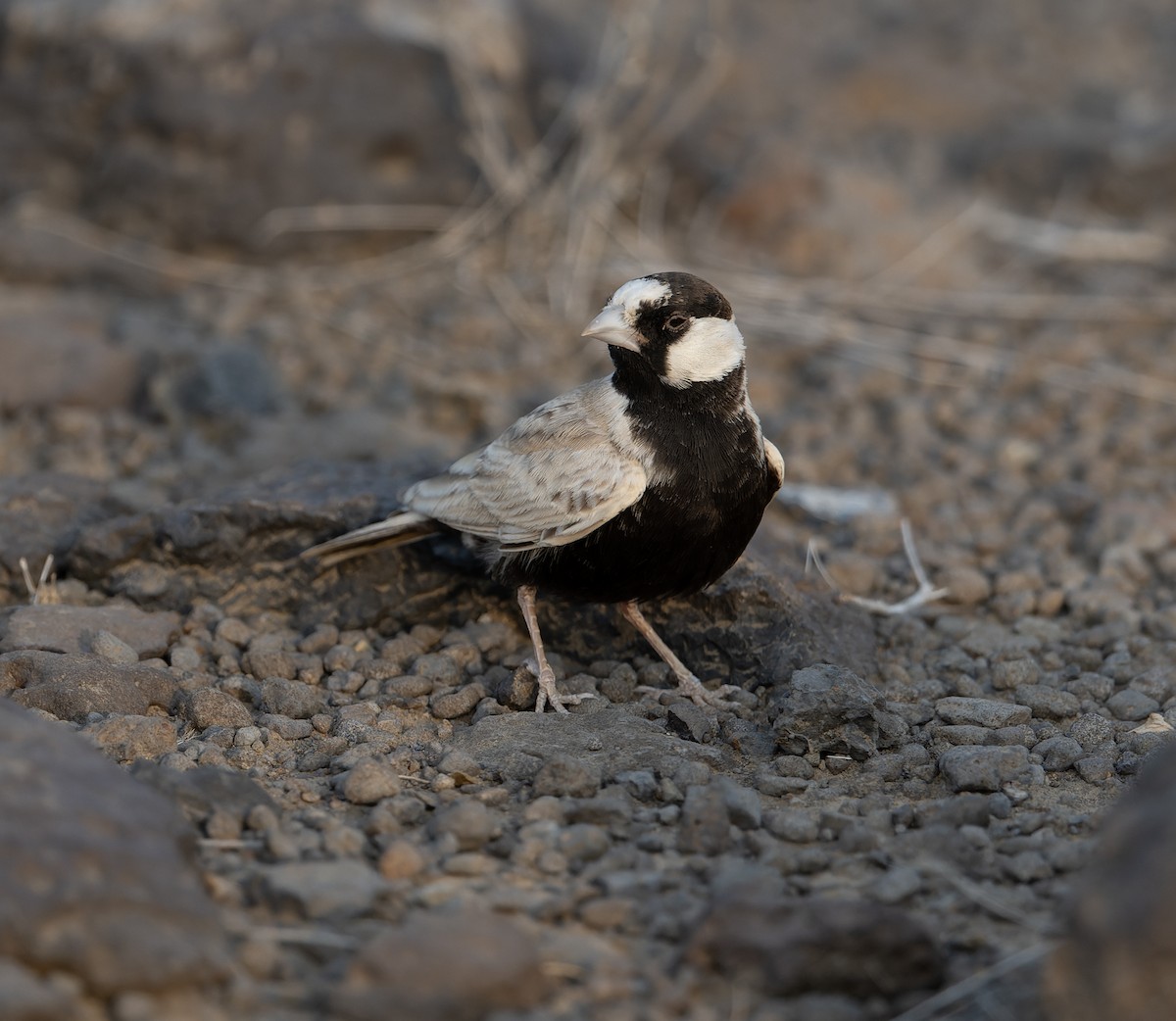 Black-crowned Sparrow-Lark - ML618012045