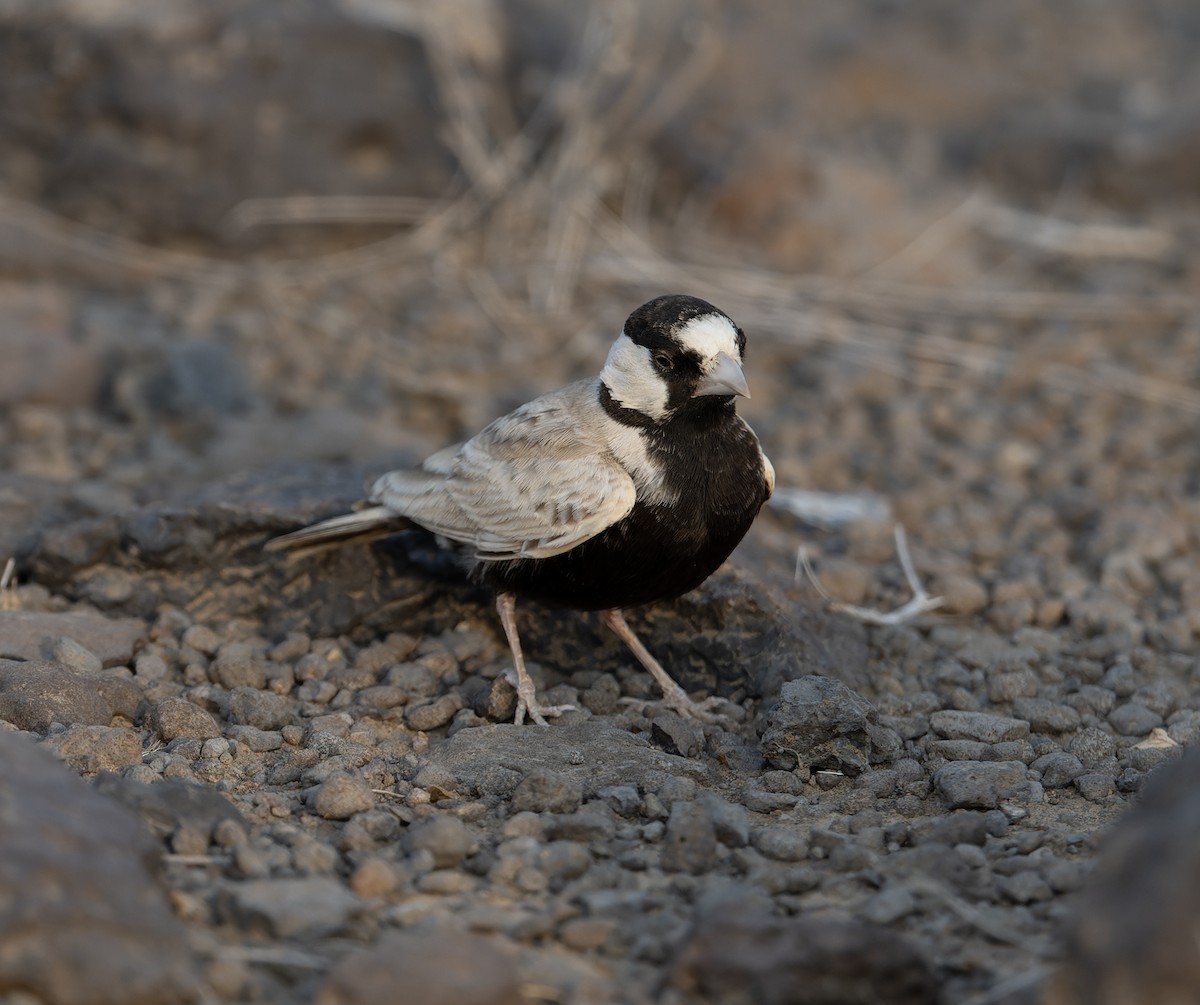 Black-crowned Sparrow-Lark - ML618012046