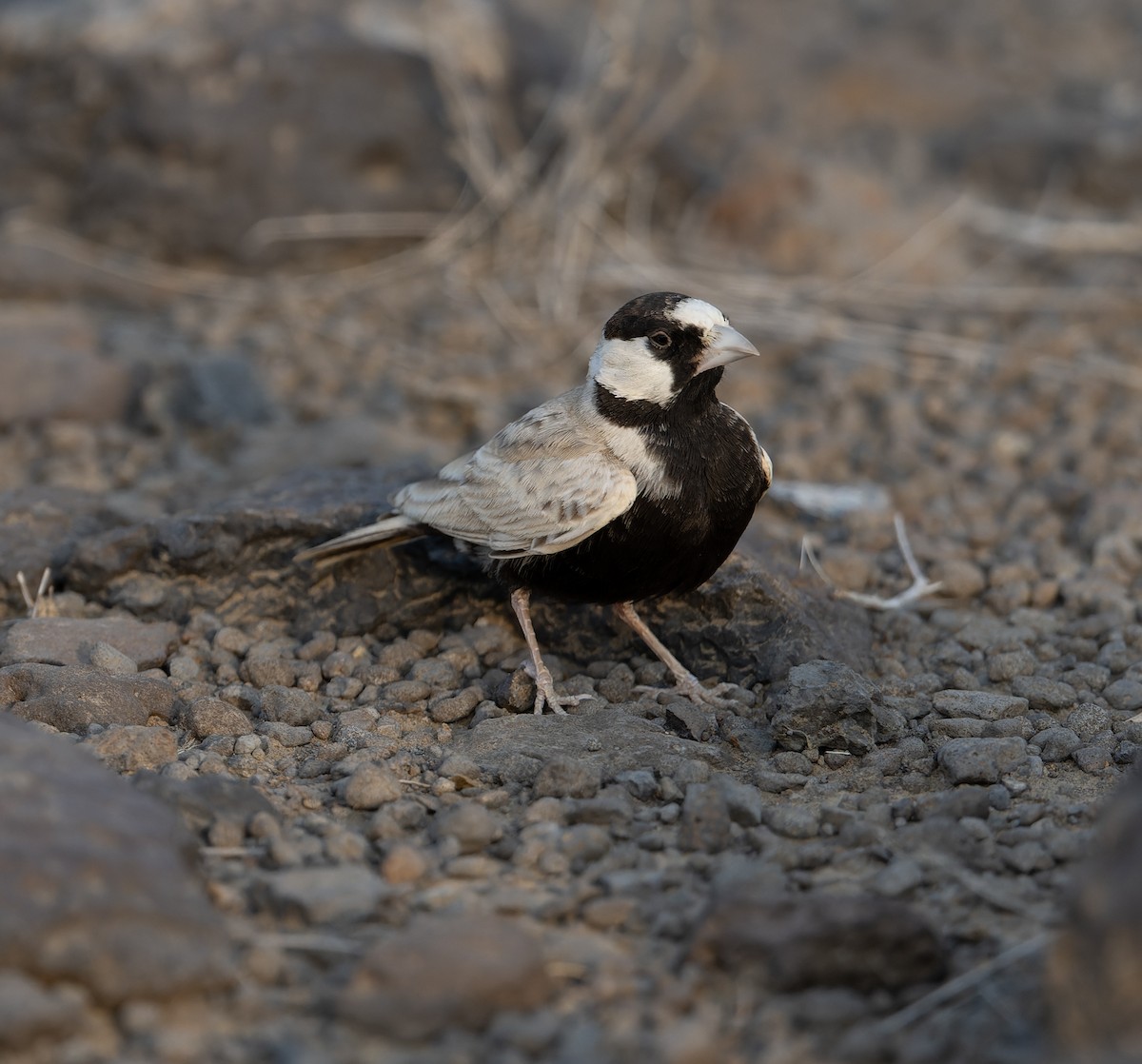 Black-crowned Sparrow-Lark - David Darrell-Lambert