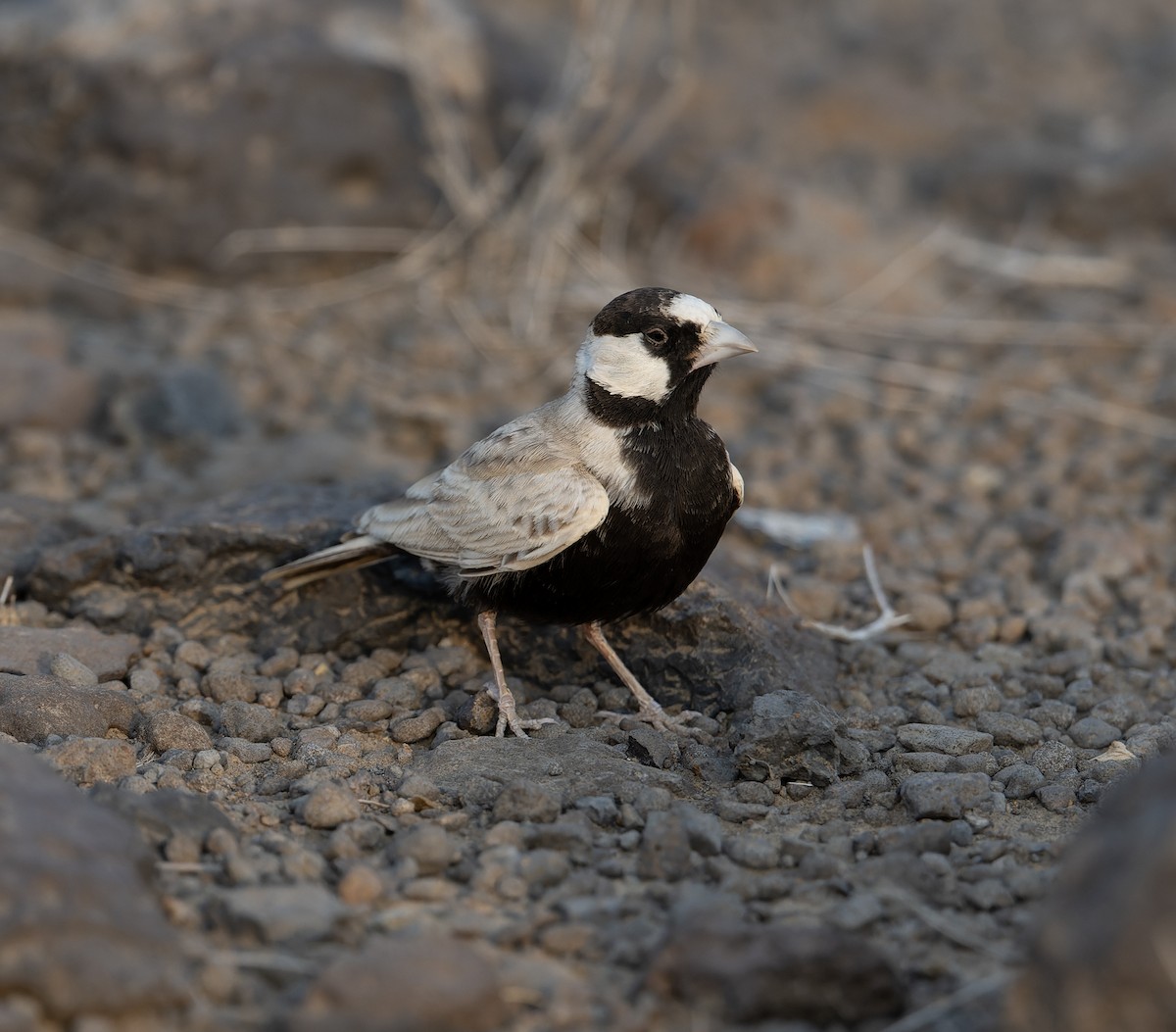 Black-crowned Sparrow-Lark - ML618012048