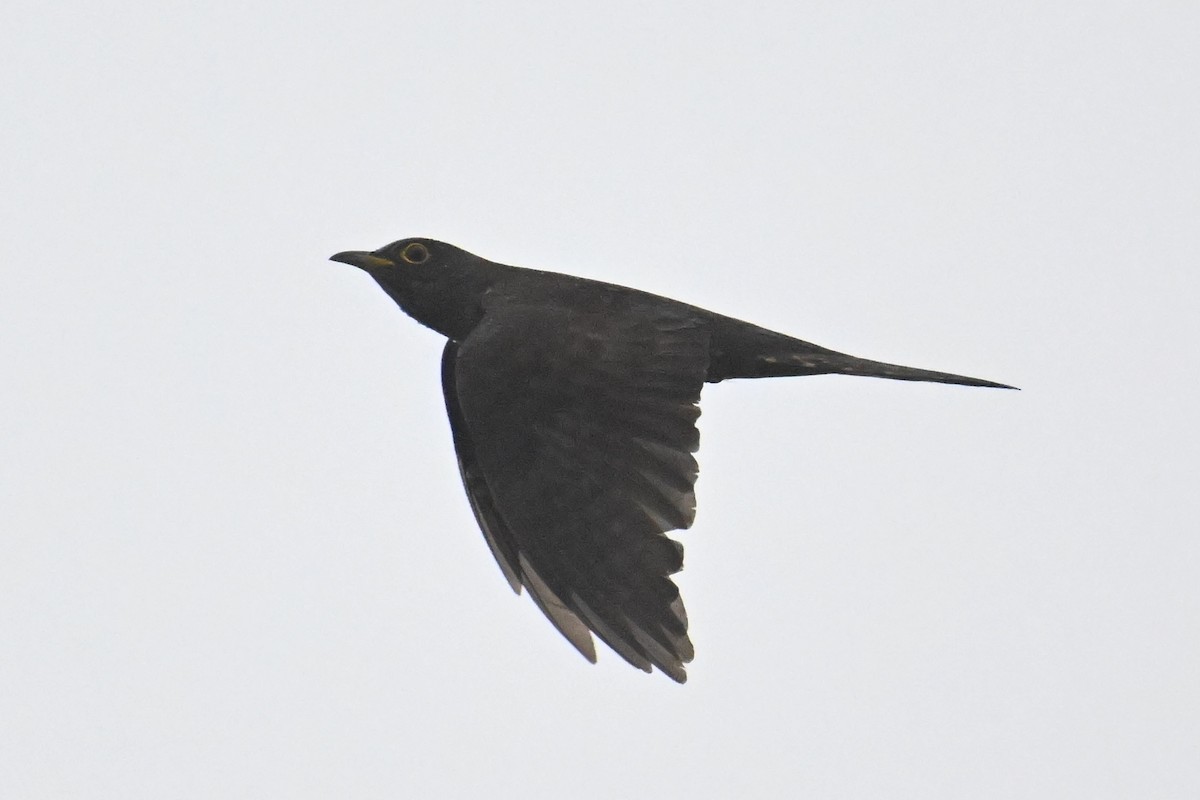 Indian Cuckoo - ML618012077
