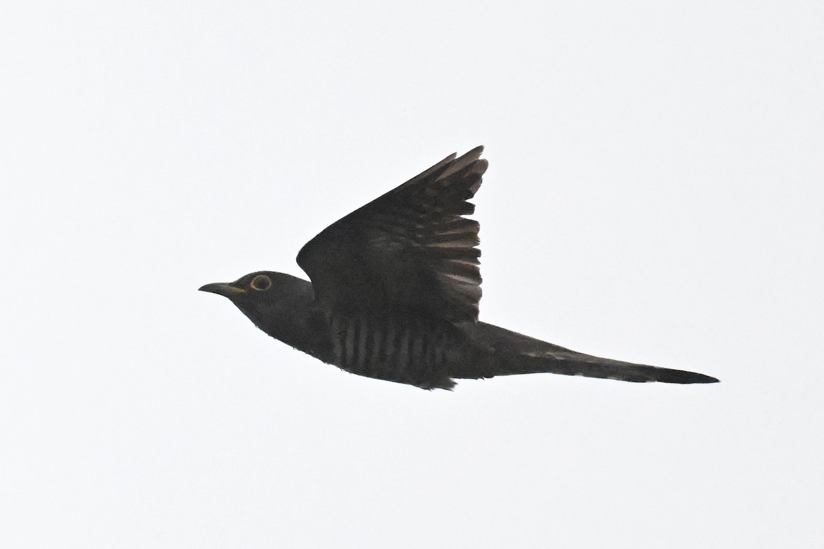 Indian Cuckoo - ML618012078