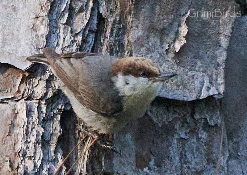 Brown-headed Nuthatch - ML618012116