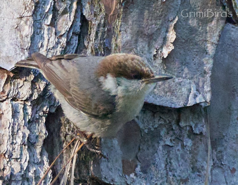 Brown-headed Nuthatch - ML618012117