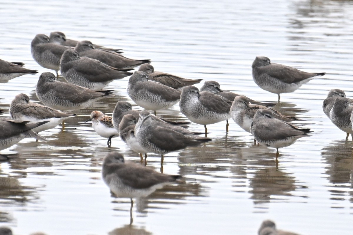 Red-necked Stint - Ting-Wei (廷維) HUNG (洪)