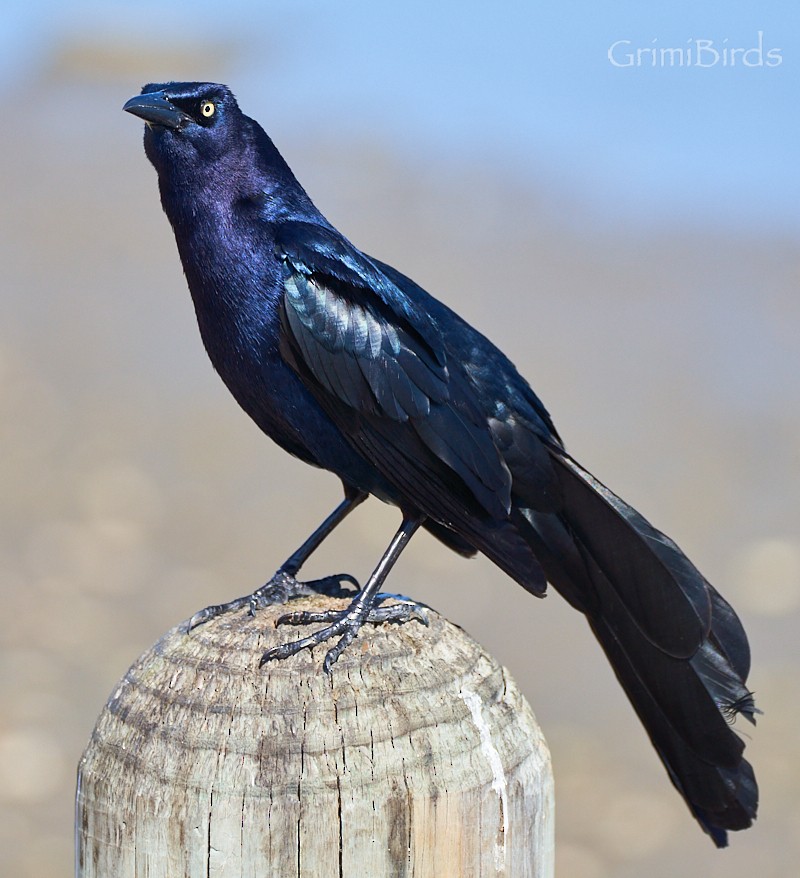 Boat-tailed Grackle - ML618012133
