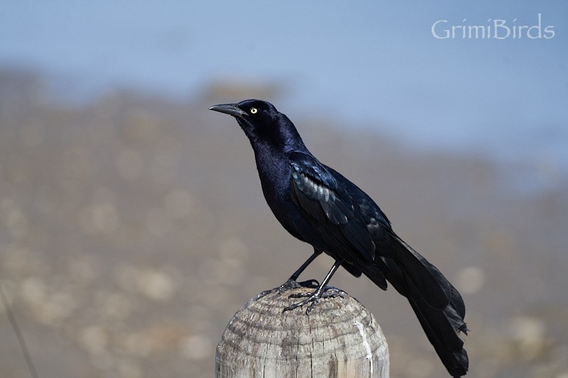 Boat-tailed Grackle - ML618012134