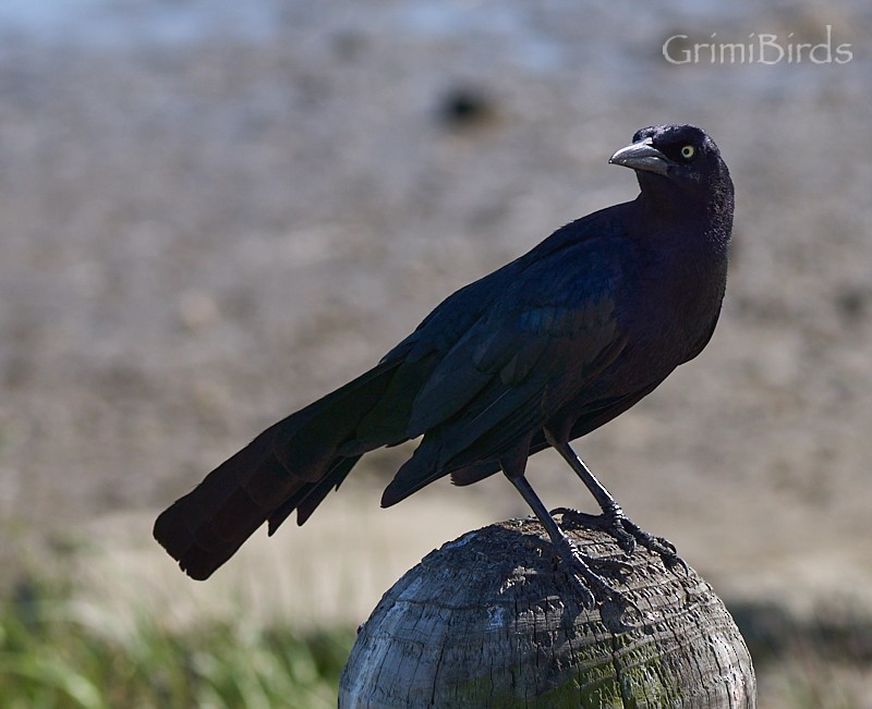 Boat-tailed Grackle - ML618012135