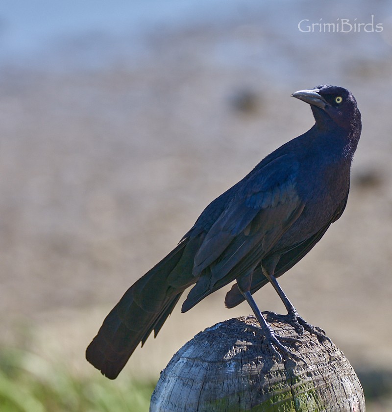 Boat-tailed Grackle - ML618012136