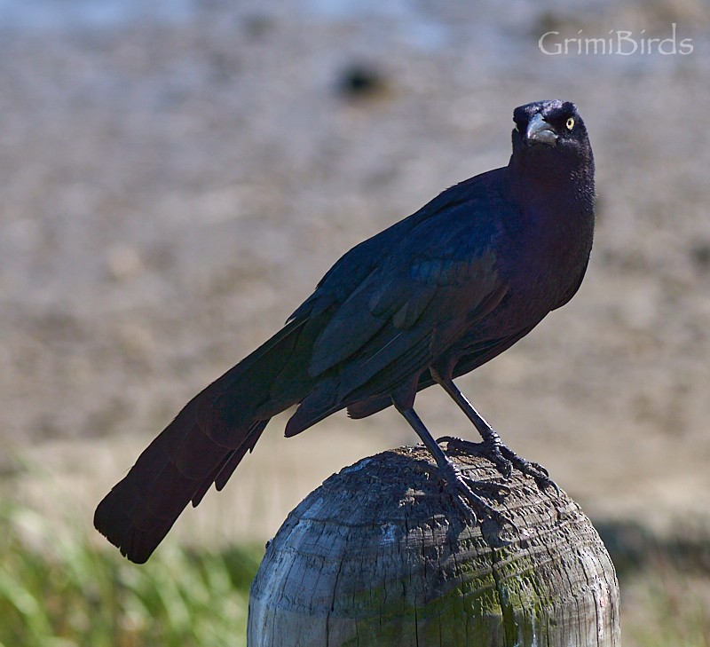 Boat-tailed Grackle - ML618012137