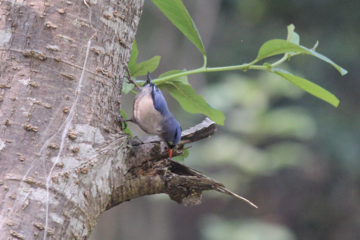 Velvet-fronted Nuthatch - ML618012140