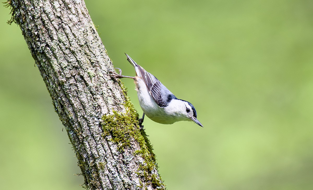 White-breasted Nuthatch - ML618012149