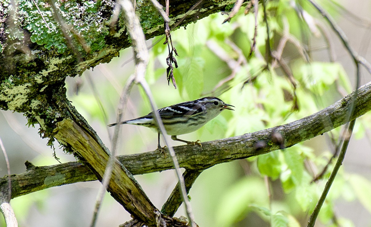 Black-and-white Warbler - Rickey Shive