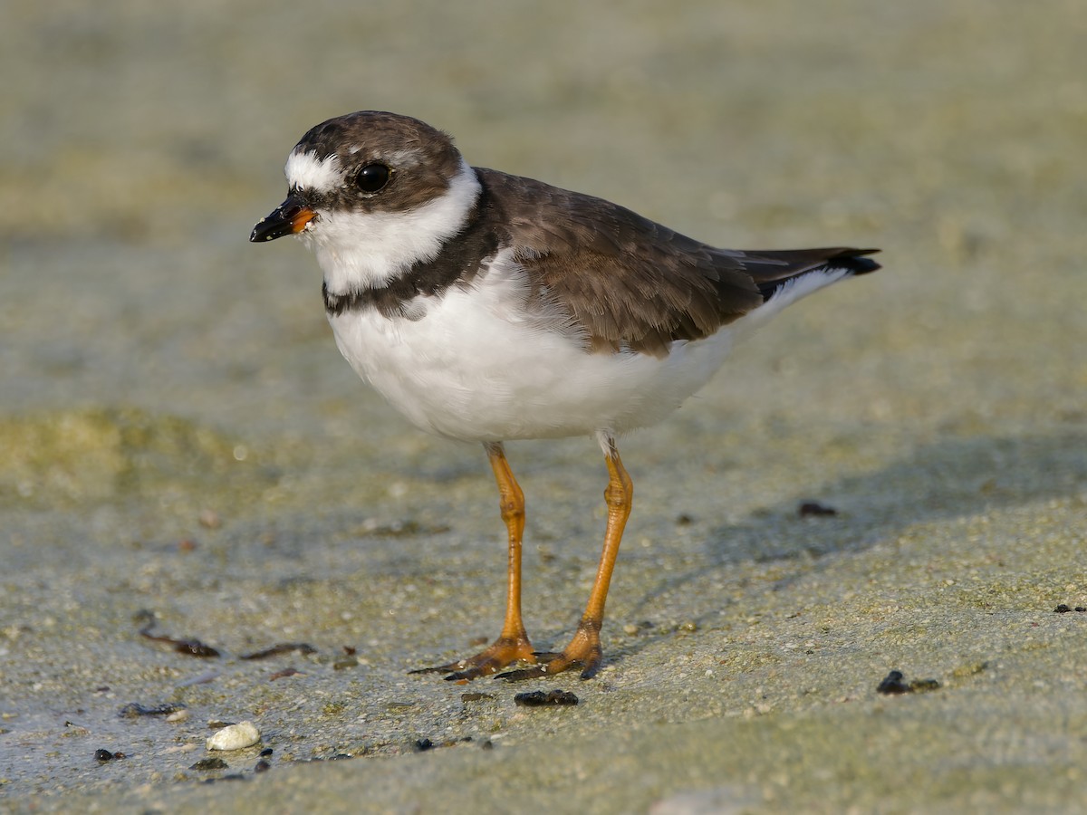 Semipalmated Plover - ML618012162