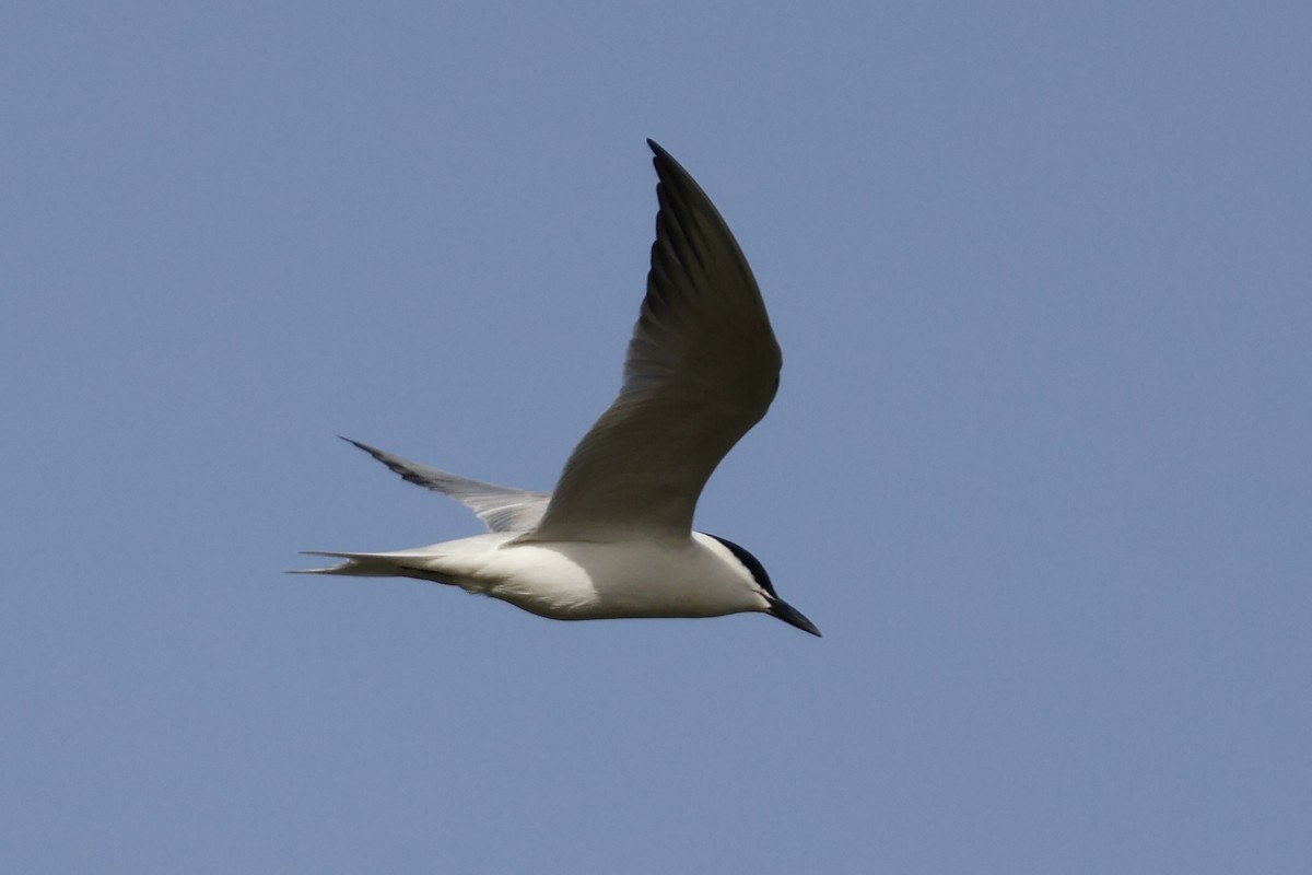 Gull-billed Tern - ML618012170