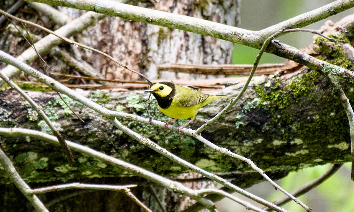 Hooded Warbler - Rickey Shive