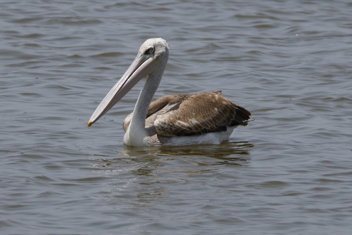 Pink-backed Pelican - ML618012201