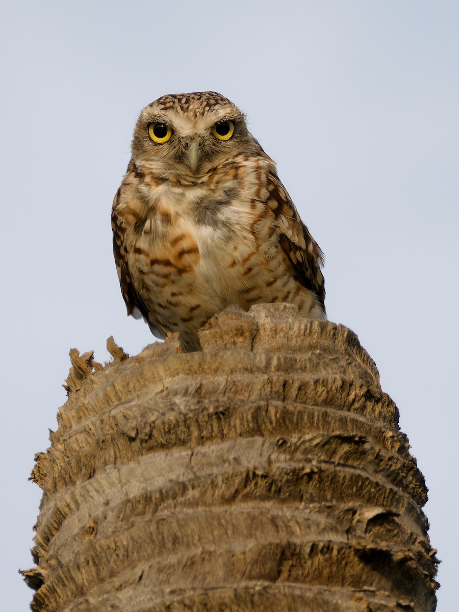 Burrowing Owl - ML618012202