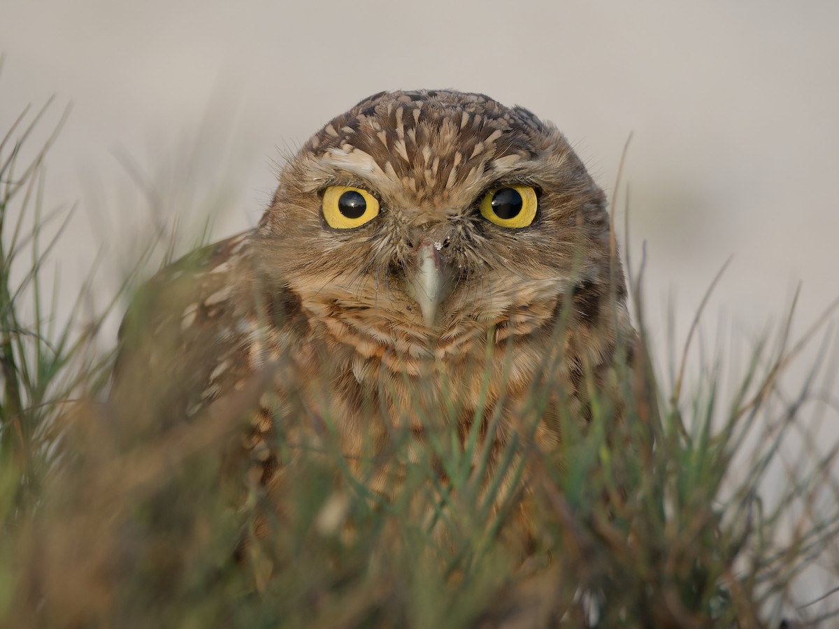 Burrowing Owl - ML618012203