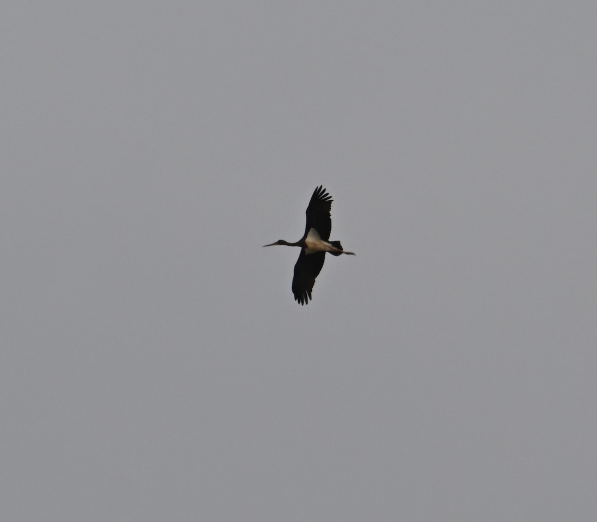 Black Stork - ML618012209