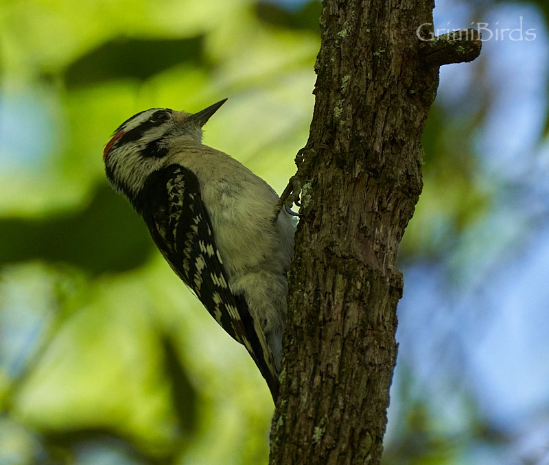 Downy/Hairy Woodpecker - ML618012222