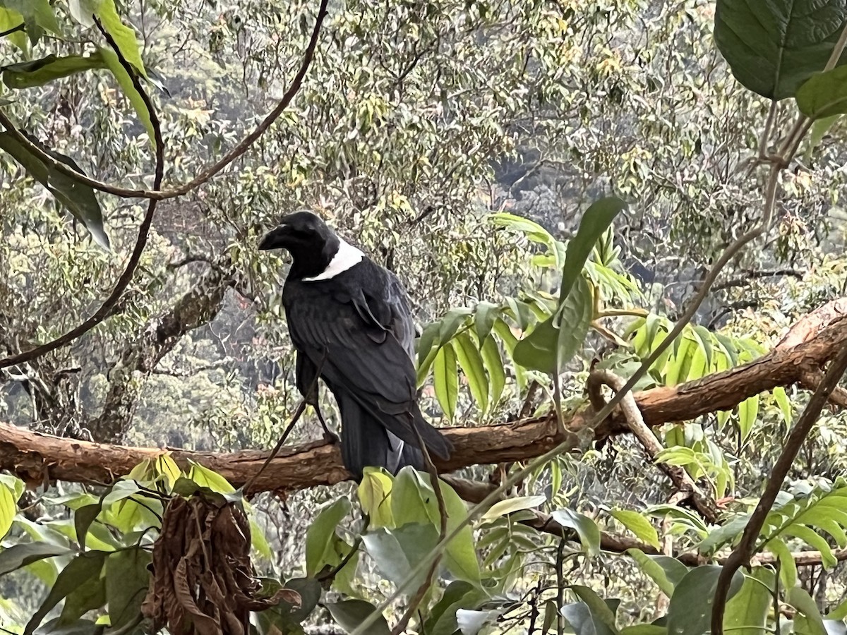 White-necked Raven - ML618012228