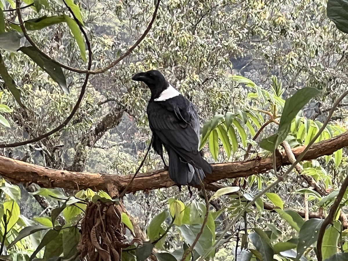 White-necked Raven - ML618012229