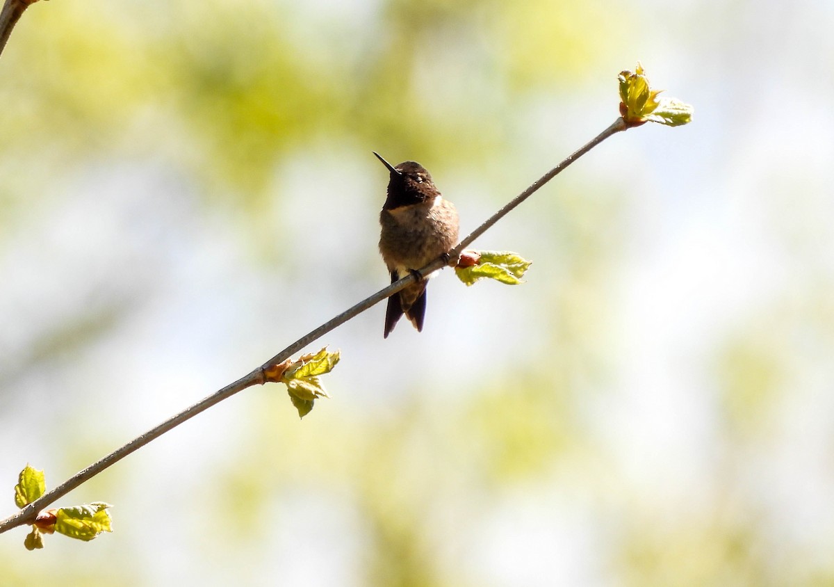 Ruby-throated Hummingbird - Susan Brauning