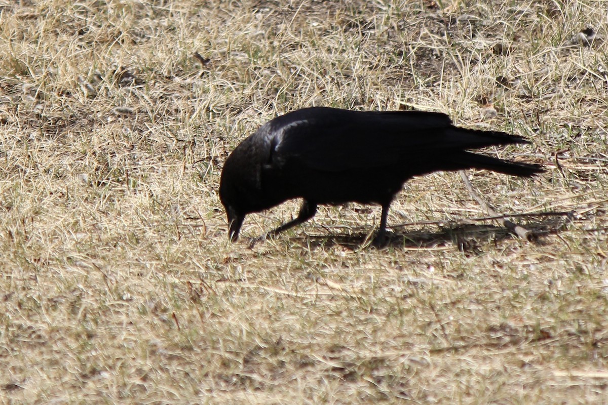 American Crow - Amy Ressler-Williams