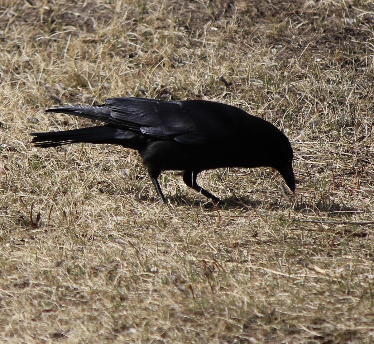 American Crow - ML618012264