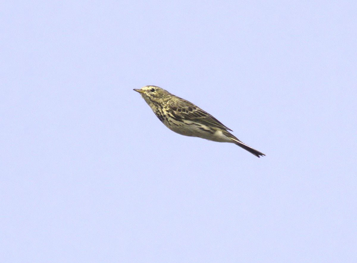 Meadow Pipit - Andy Benson