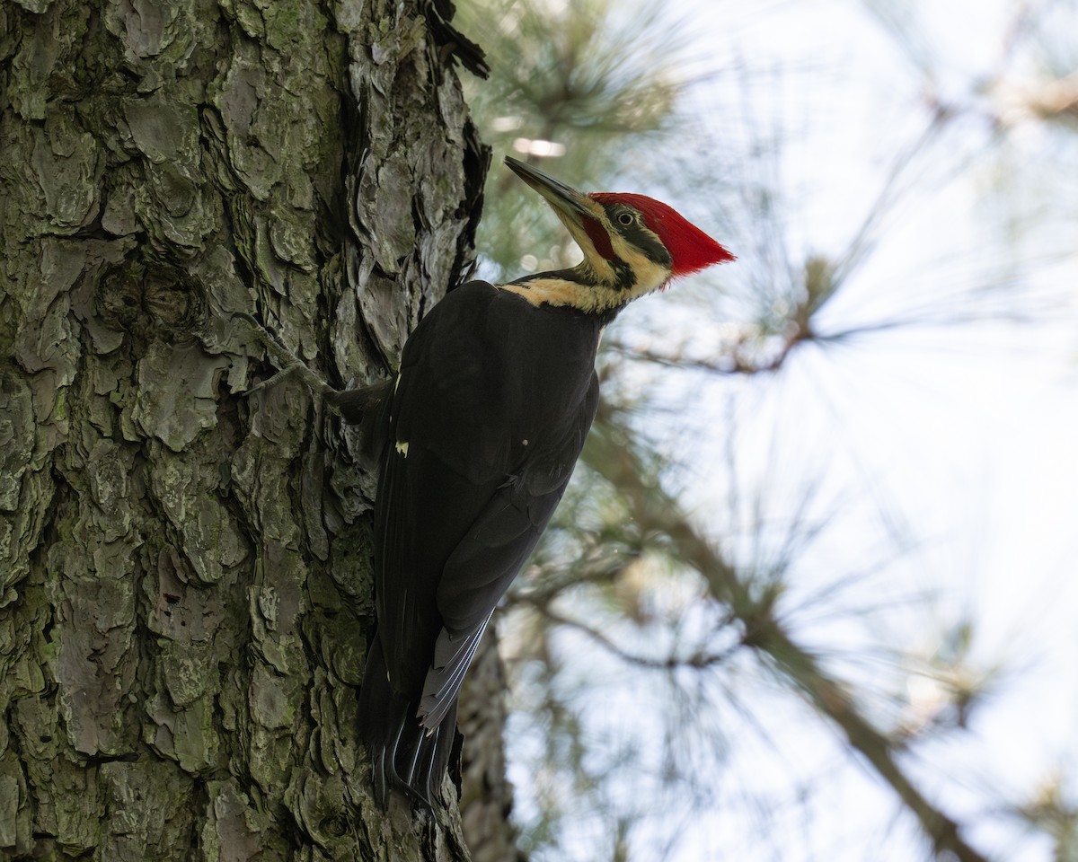 Pileated Woodpecker - Scott Mullens