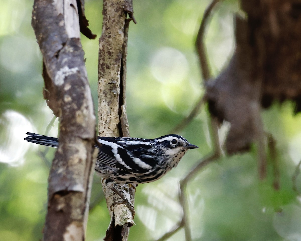 Black-and-white Warbler - Cate Hopkinson