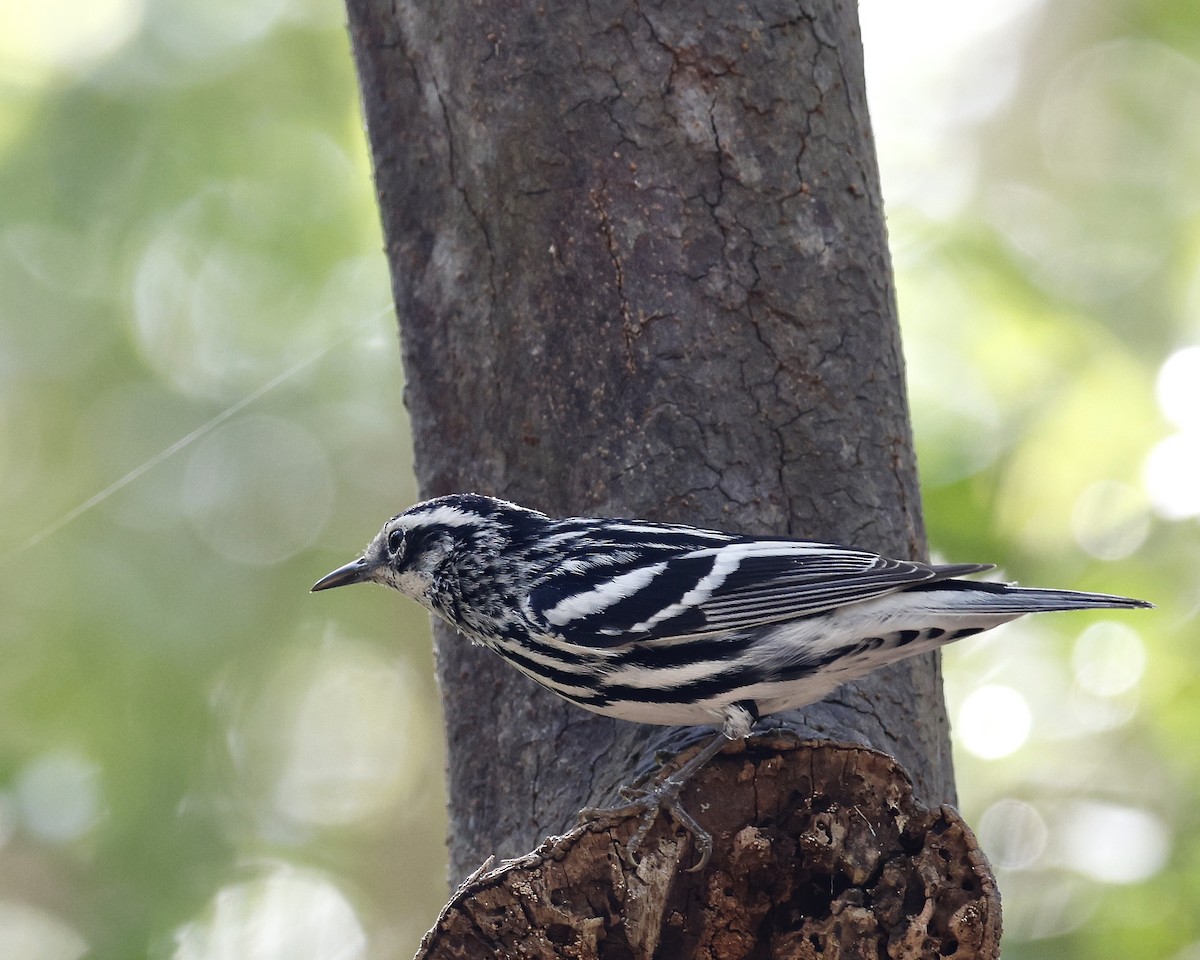 Black-and-white Warbler - ML618012316