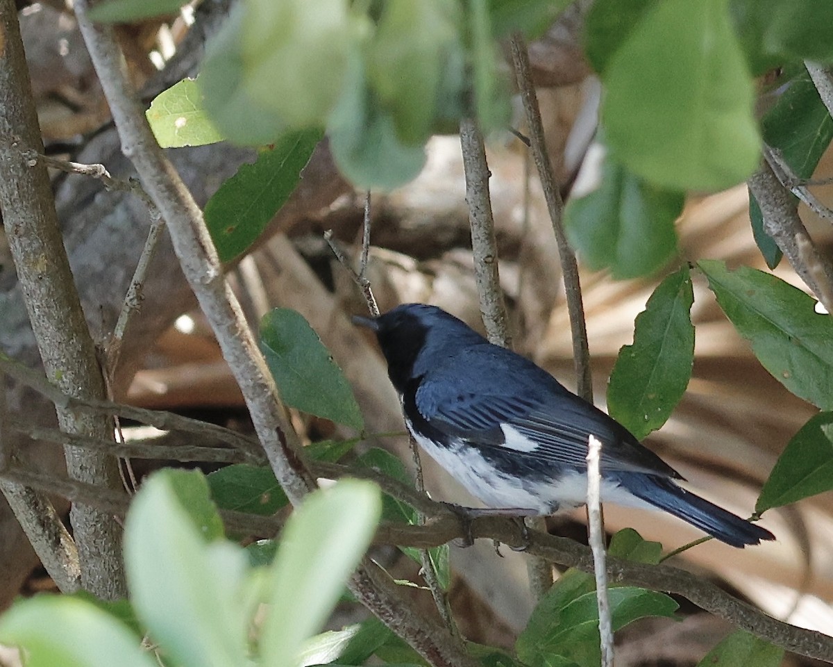 Black-throated Blue Warbler - ML618012339