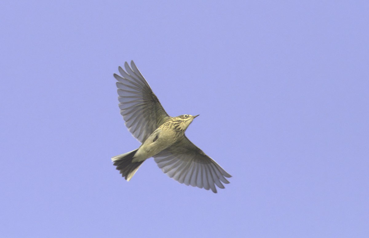Meadow Pipit - Andy Benson