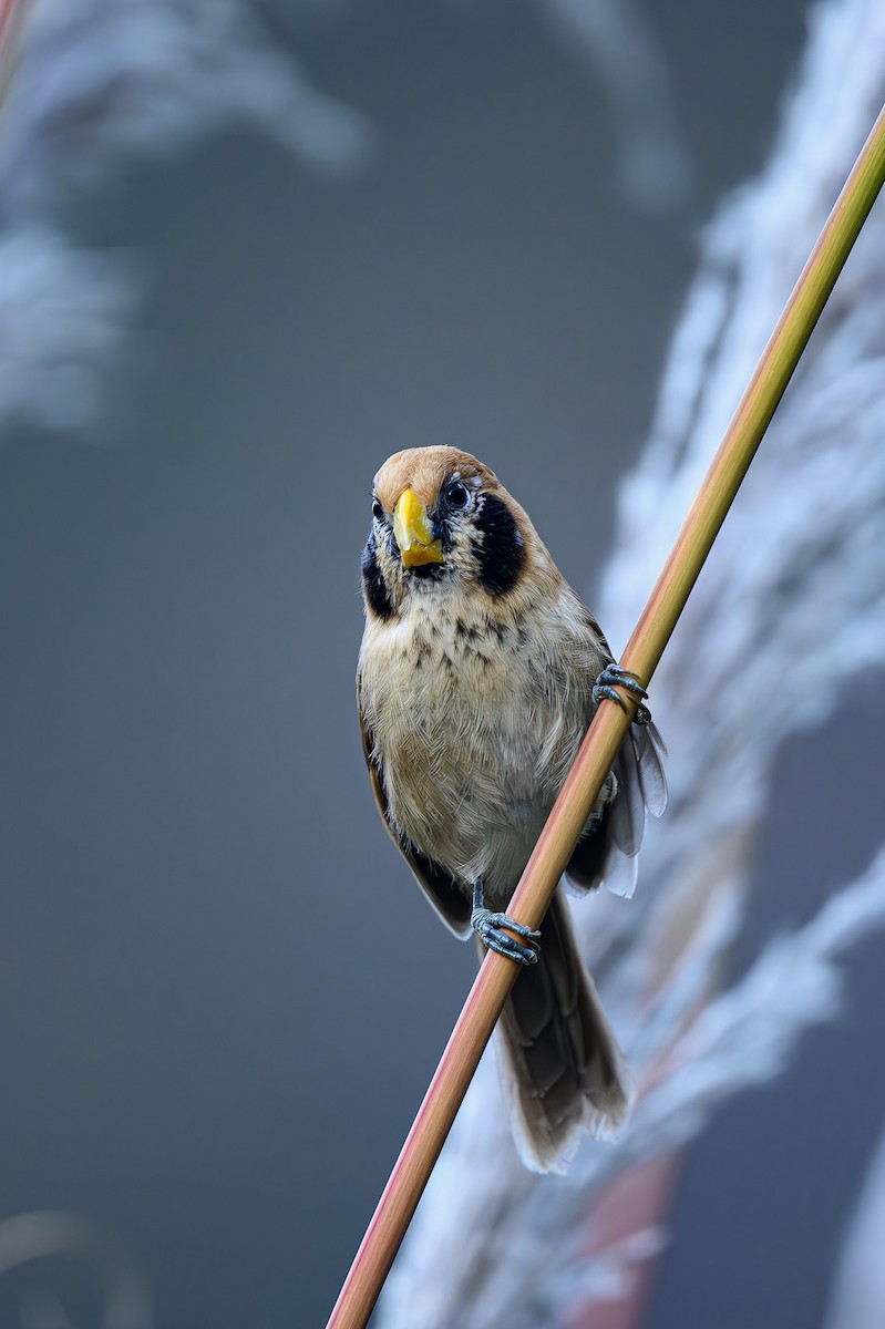 Spot-breasted Parrotbill - Sudhir Paul