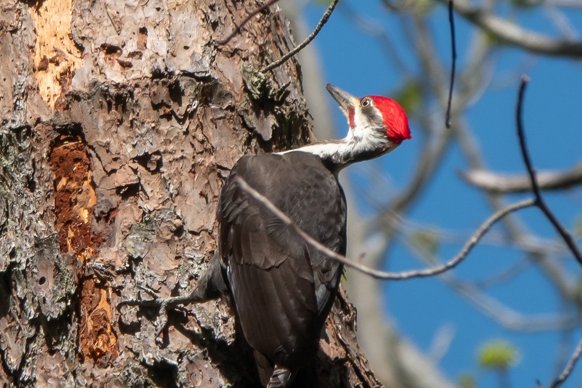 Pileated Woodpecker - ML618012466