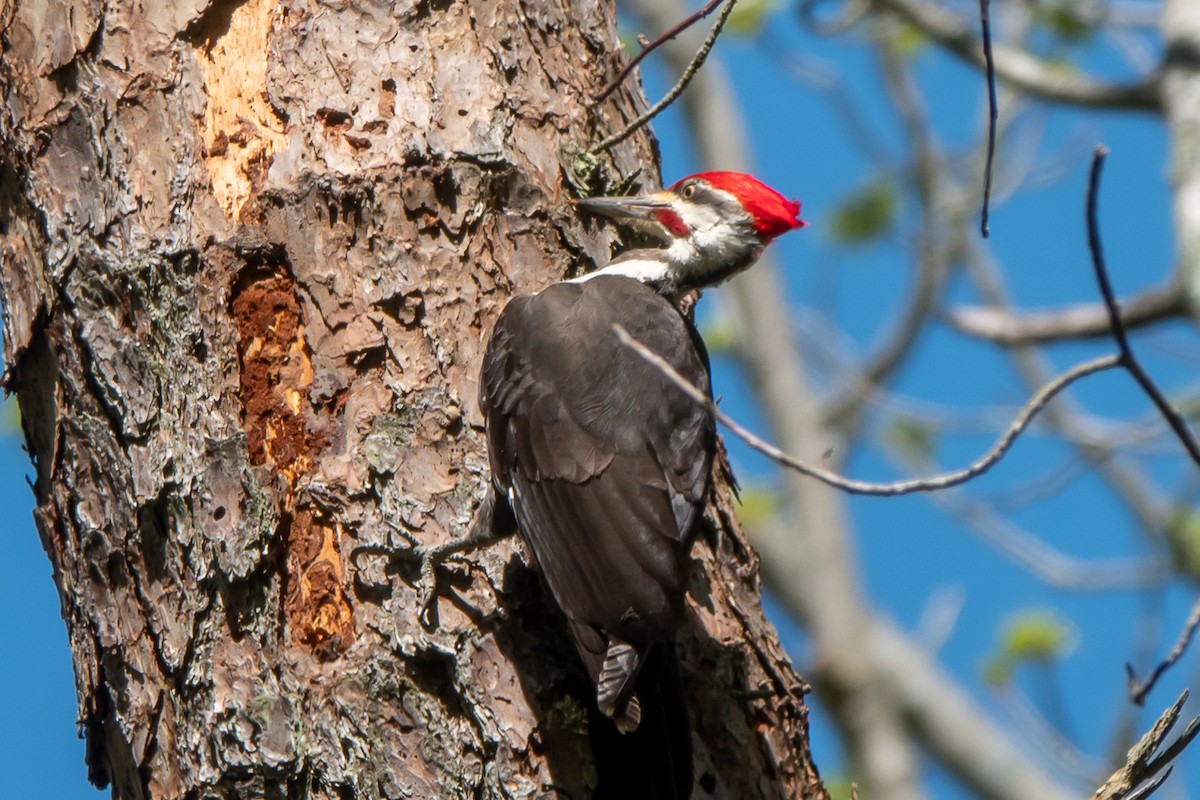 Pileated Woodpecker - ML618012467