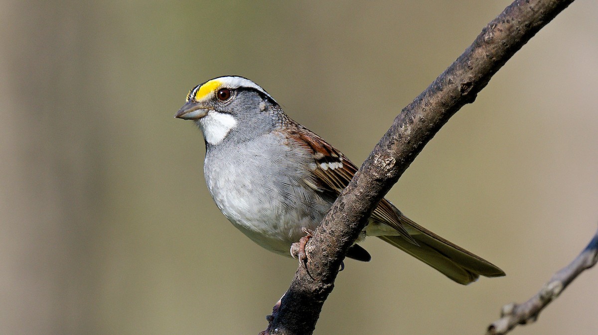 White-throated Sparrow - Craig Becker