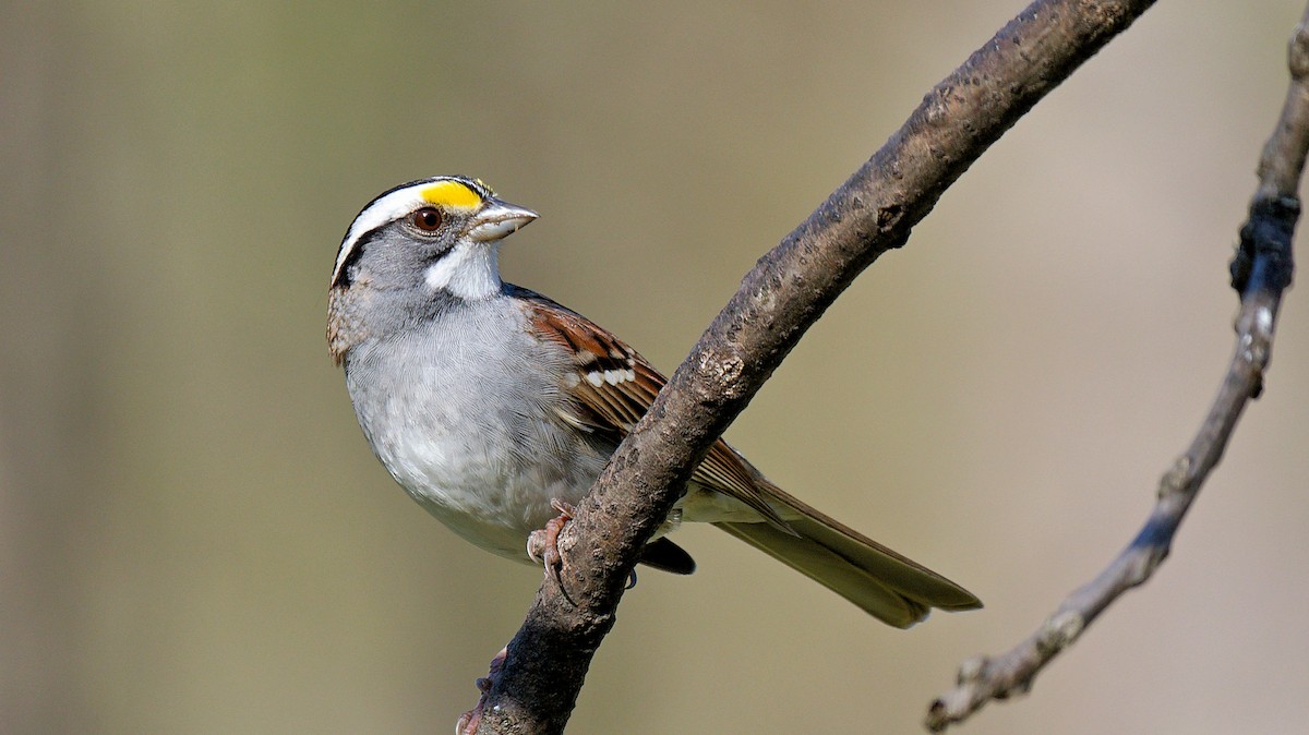 White-throated Sparrow - ML618012478