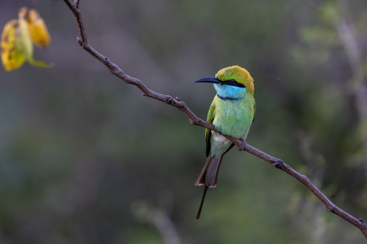 Asian Green Bee-eater - Niall D Perrins