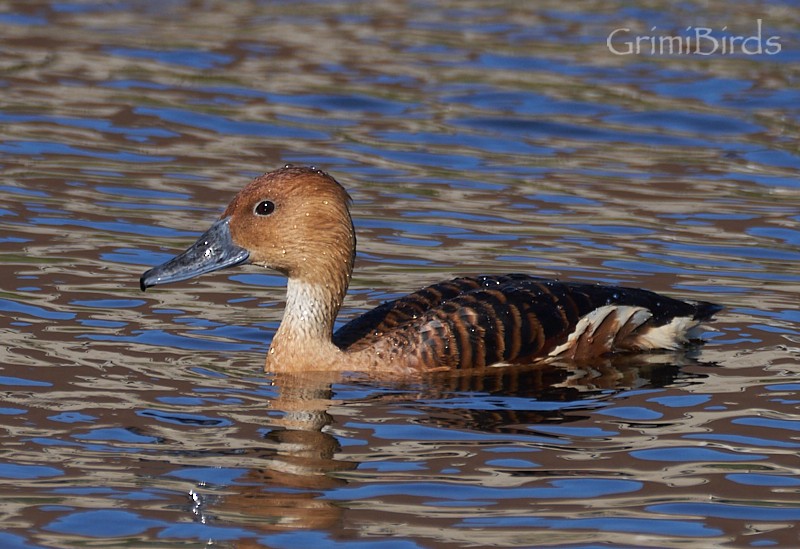 Fulvous Whistling-Duck - ML618012491