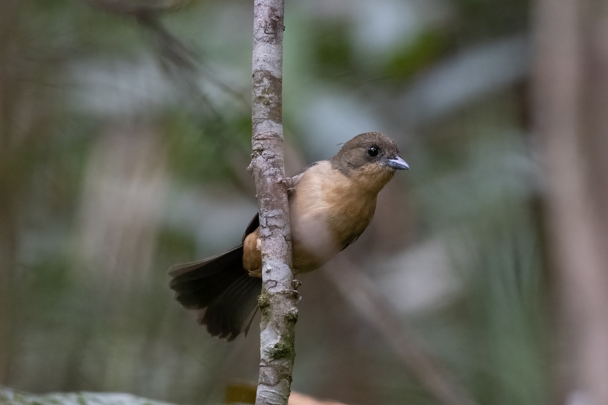 Black-goggled Tanager - ML618012528