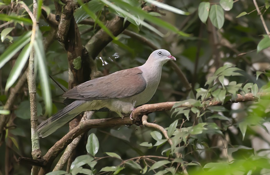 Mountain Imperial-Pigeon - ML618012529