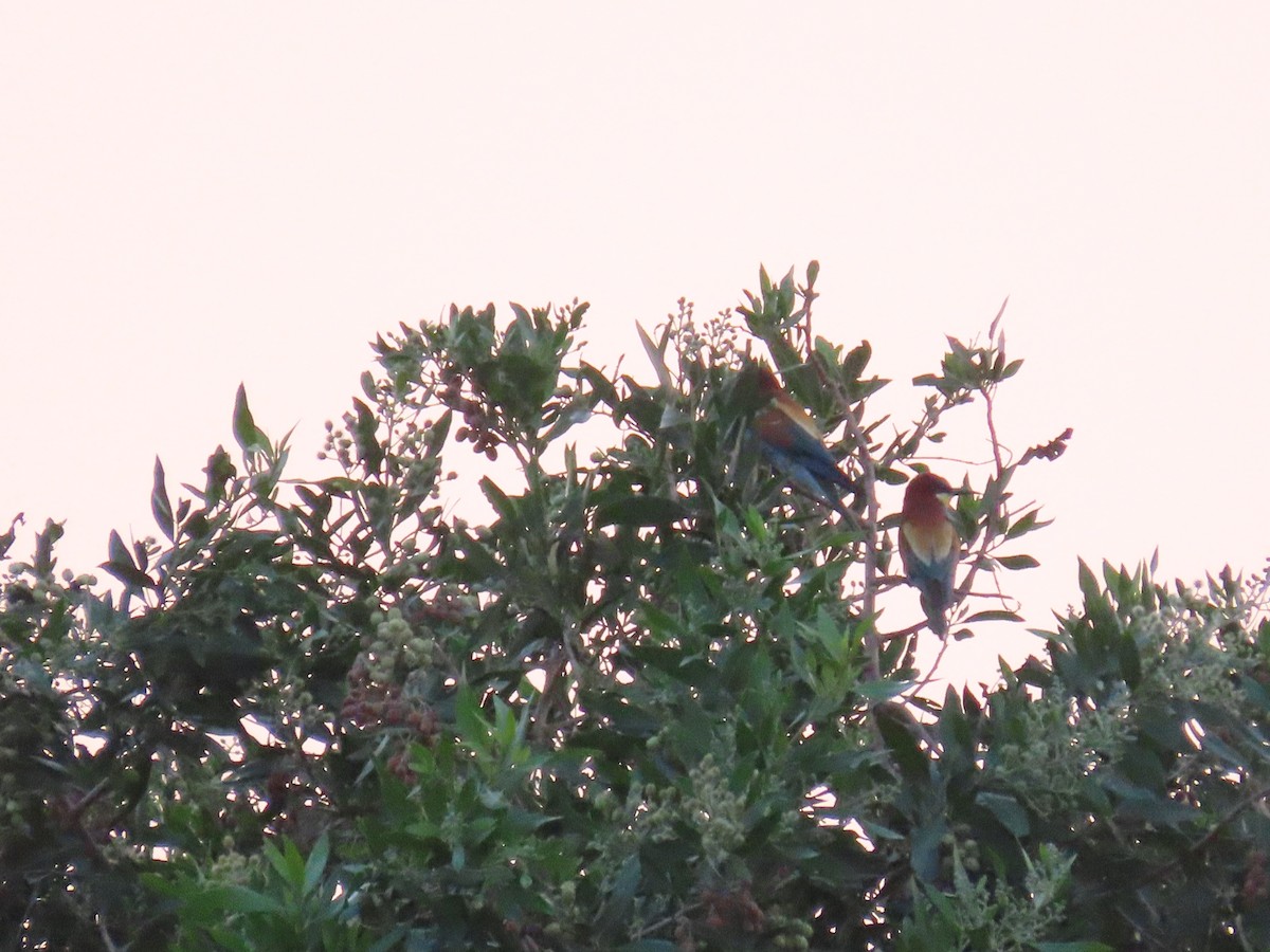 European Bee-eater - ML618012533