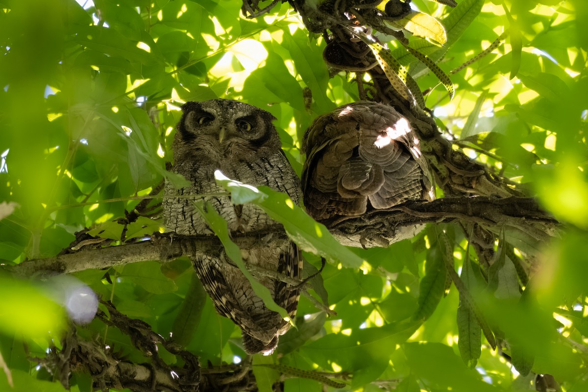 Tropical Screech-Owl - Caroline França