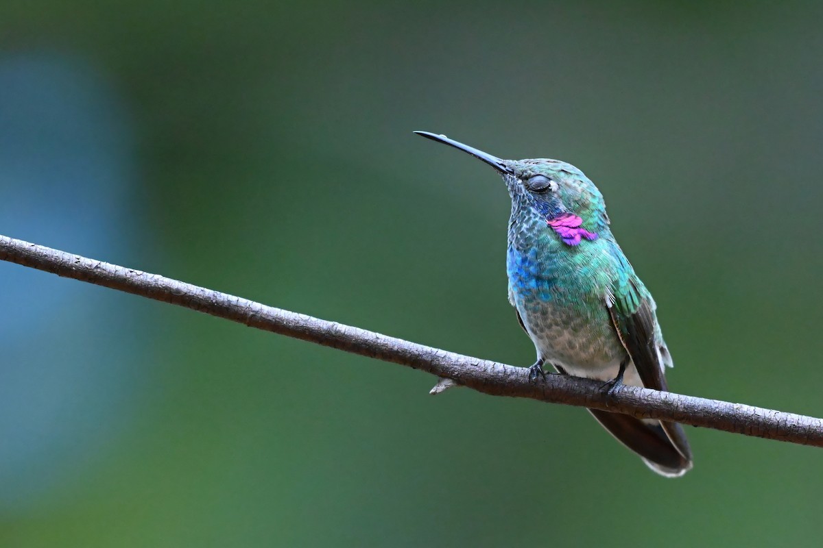 kolibřík ametystouchý - ML618012587