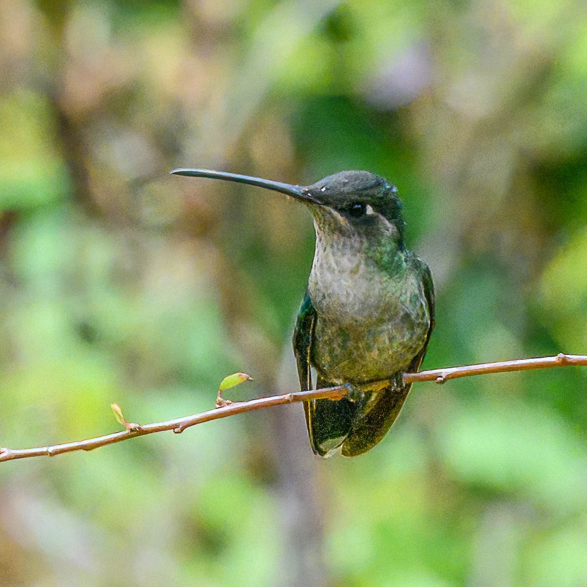 Talamanca Hummingbird - ML618012623