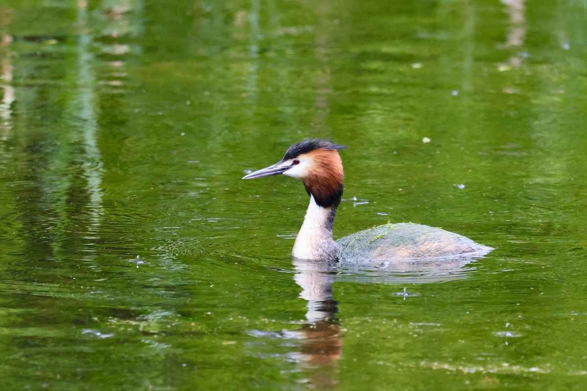 Great Crested Grebe - ML618012626